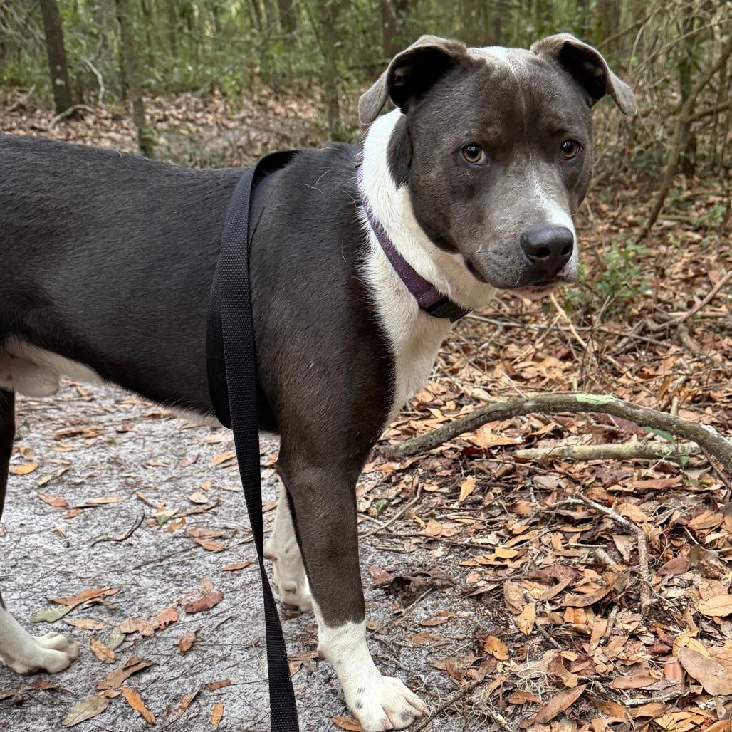 Enlarge Chase, a Adoptable Mixed Breed in Williston, FL image 2/6
