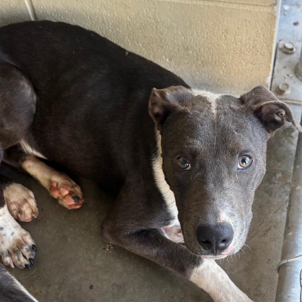 Chase, Adoptable, Young Male Mixed Breed.