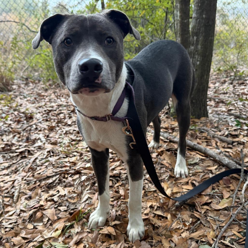 Enlarge Chase, a Adoptable Mixed Breed in Williston, FL image 3/6