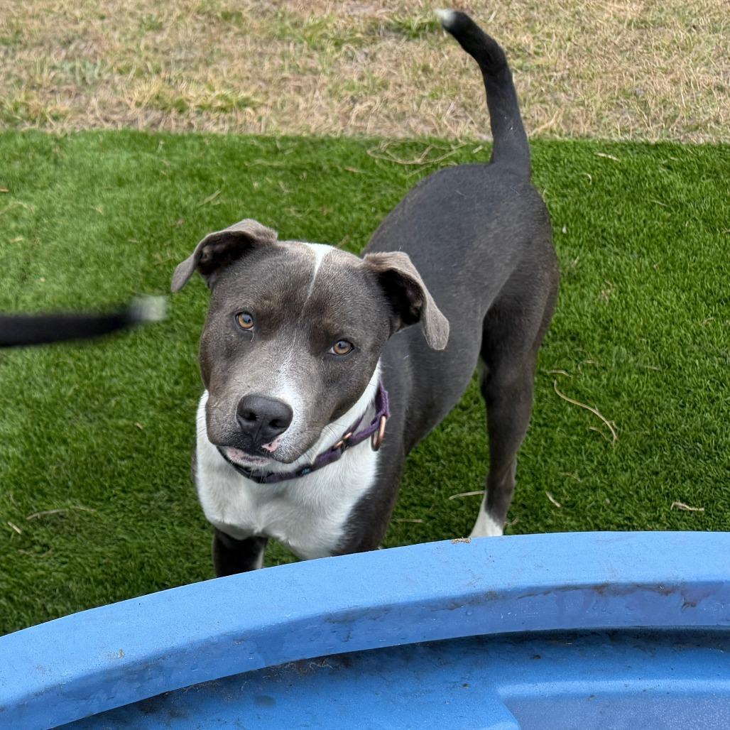 Enlarge Chase, a Adoptable Mixed Breed in Williston, FL image 4/6