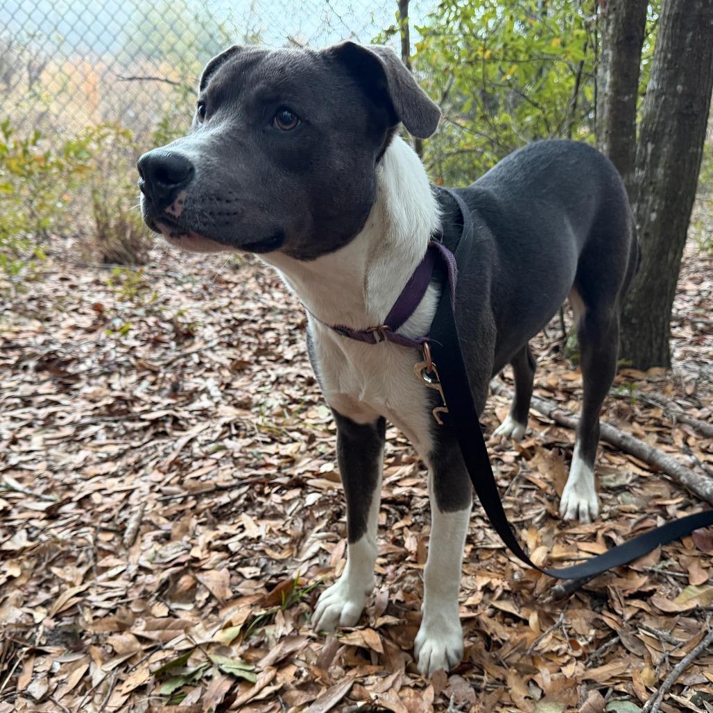 Enlarge Chase, a Adoptable Mixed Breed in Williston, FL image 5/6