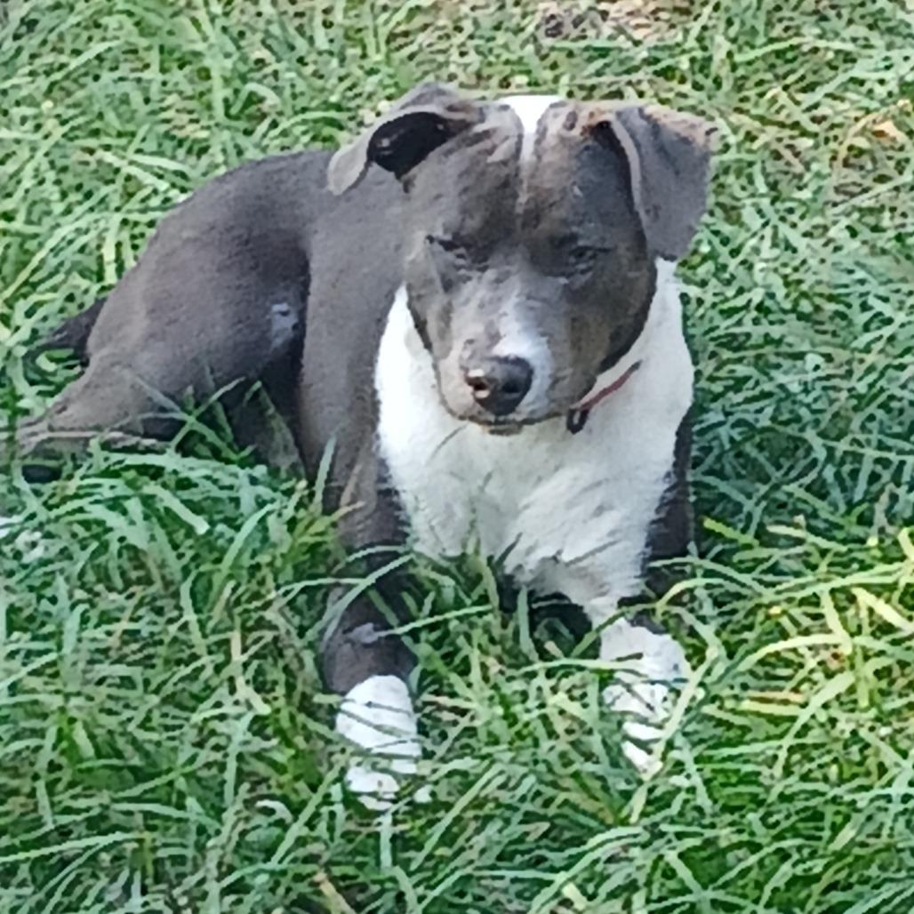 Enlarge Chase, a Adoptable Mixed Breed in Williston, FL image 2/2