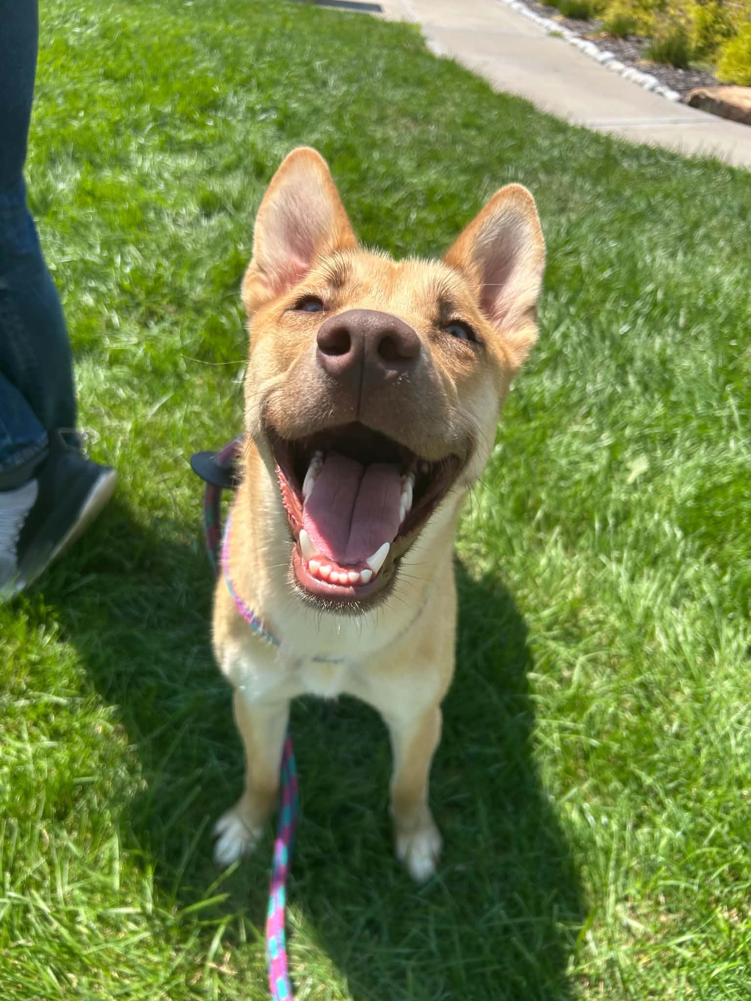 Beira- Foster NEEDED, Adoptable, Young Female Shiba Inu & Siberian Husky.