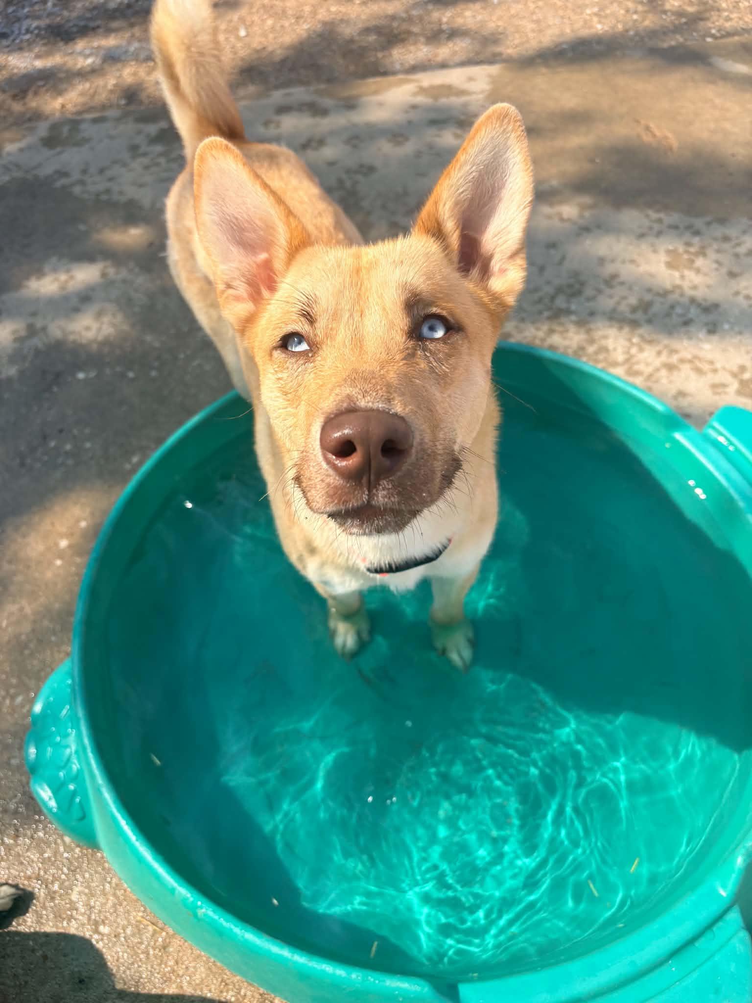 Beira, Adoptable, Young Female Siberian Husky & Labrador Retriever.