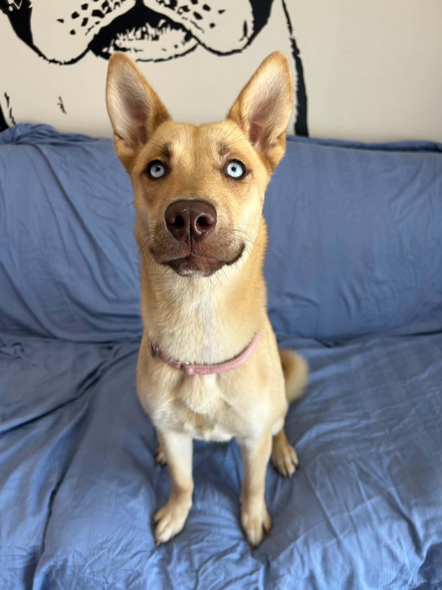 Beira, a Adoptable mixed breed in Kansas City, MO image 2/6