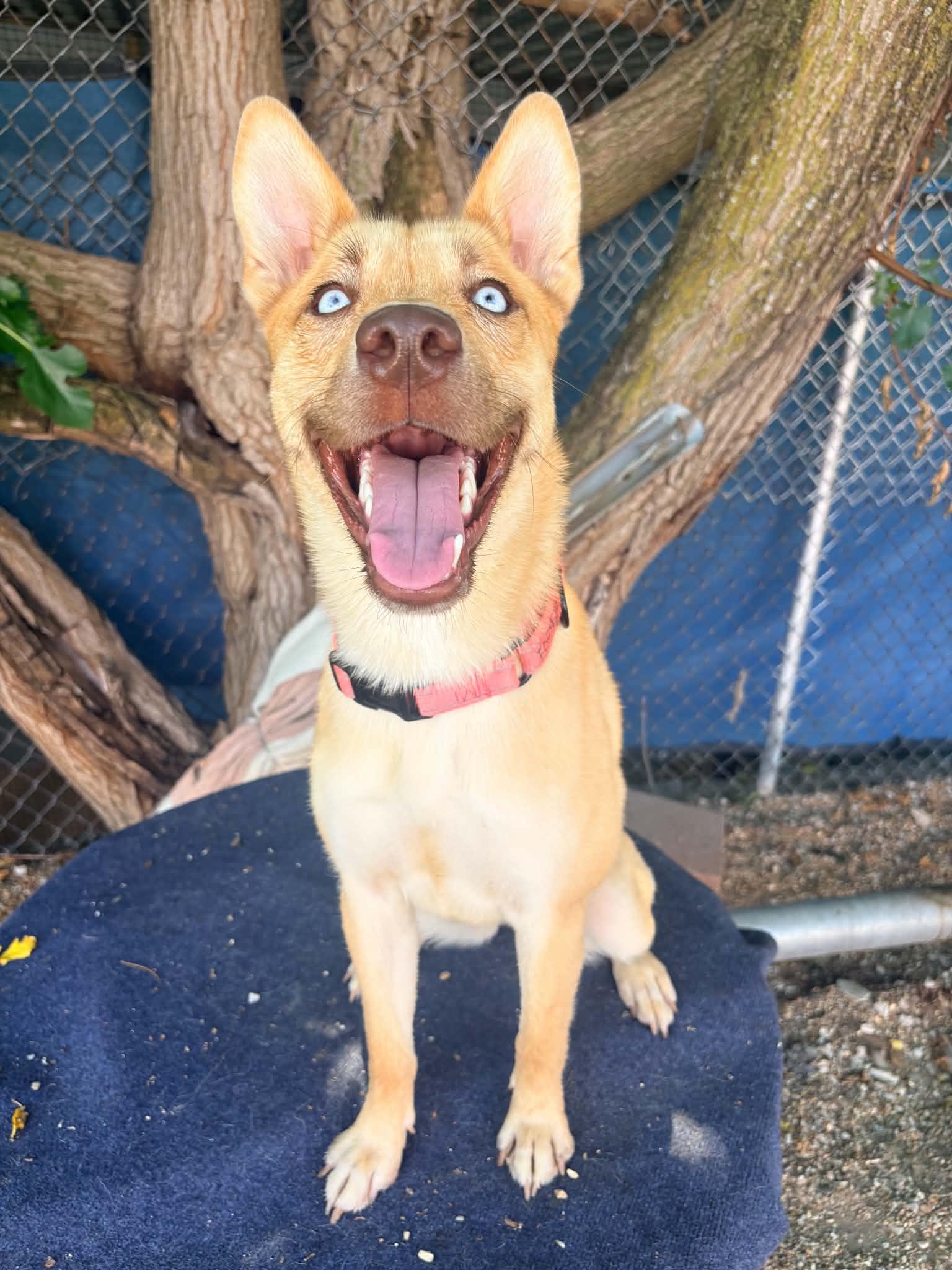 Beira, a Adoptable mixed breed in Kansas City, MO image 3/6