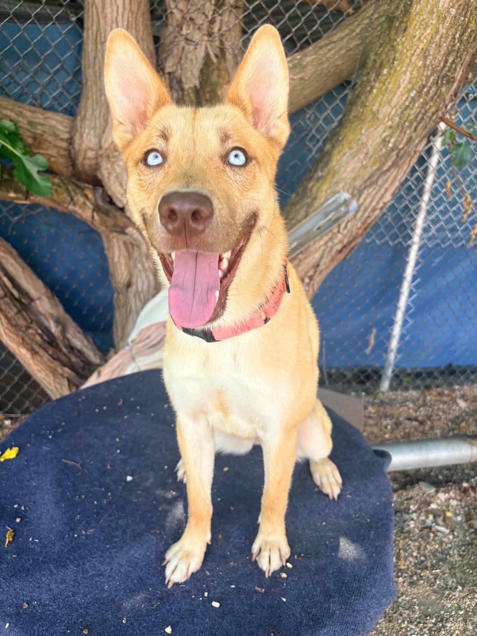 Beira, a Adoptable mixed breed in Kansas City, MO image 4/6