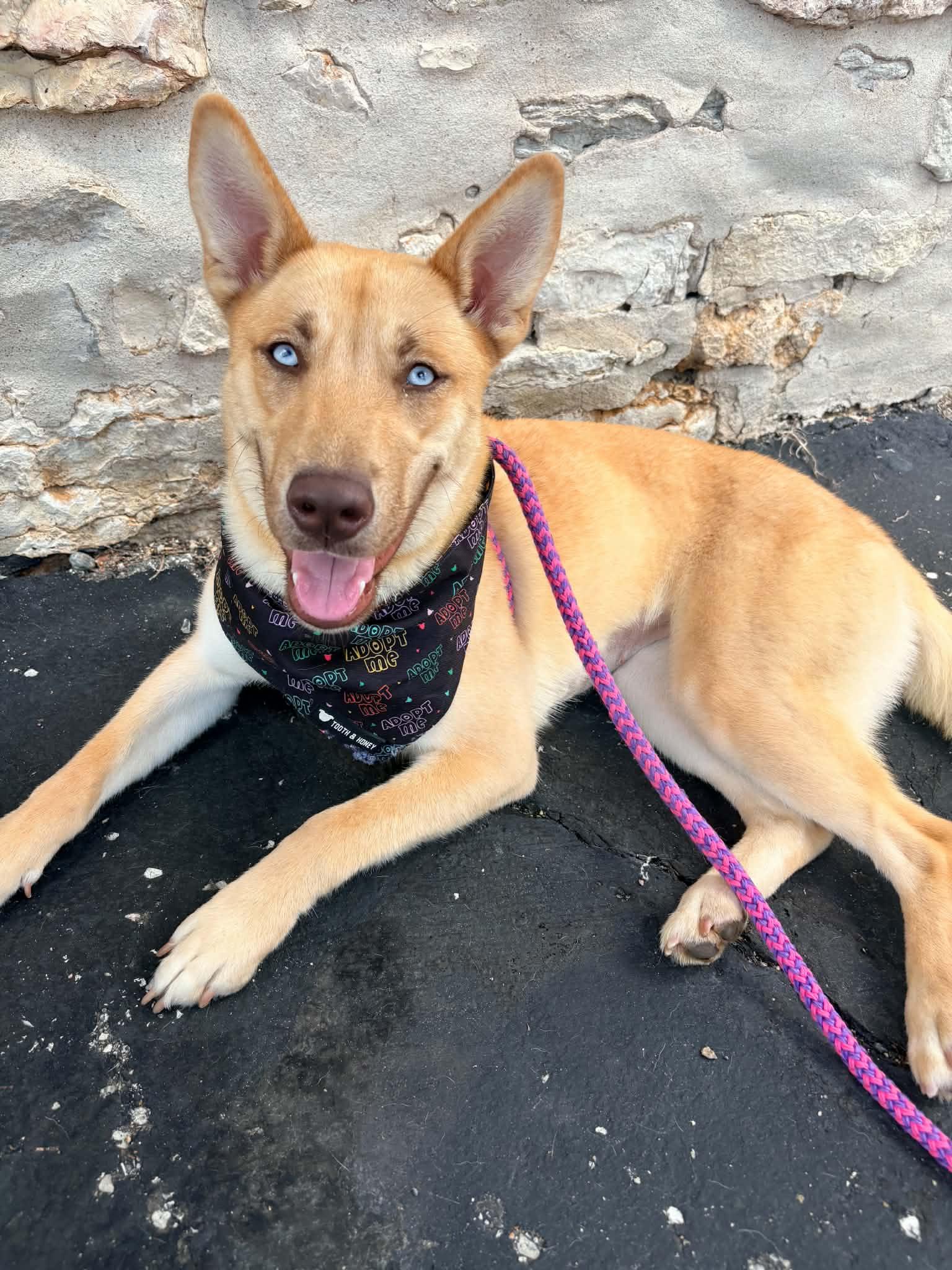 Beira, a Adoptable mixed breed in Kansas City, MO image 5/6