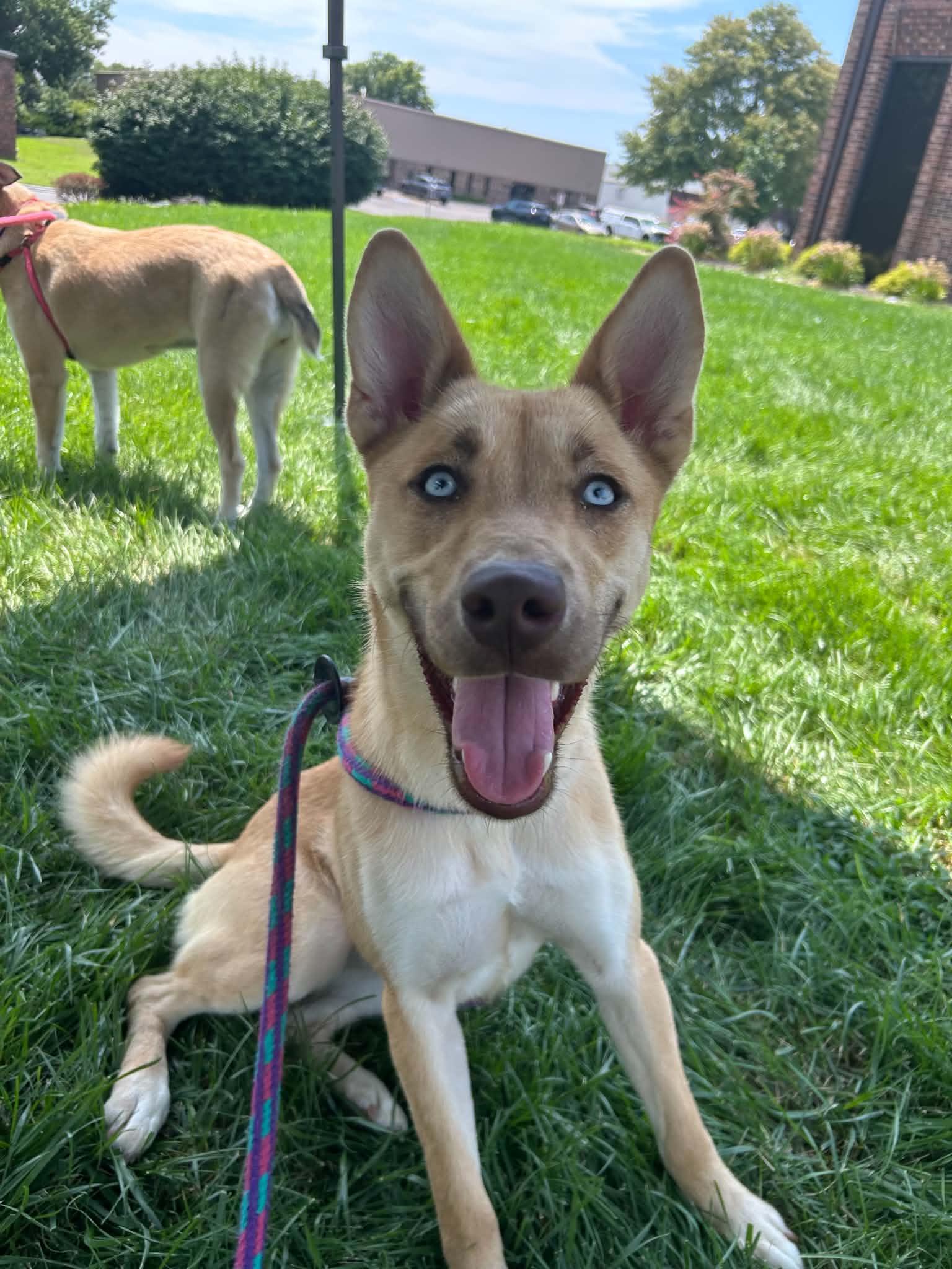 Enlarge Beira- Foster NEEDED, a Adoptable mixed breed in Kansas City, MO image 4/6