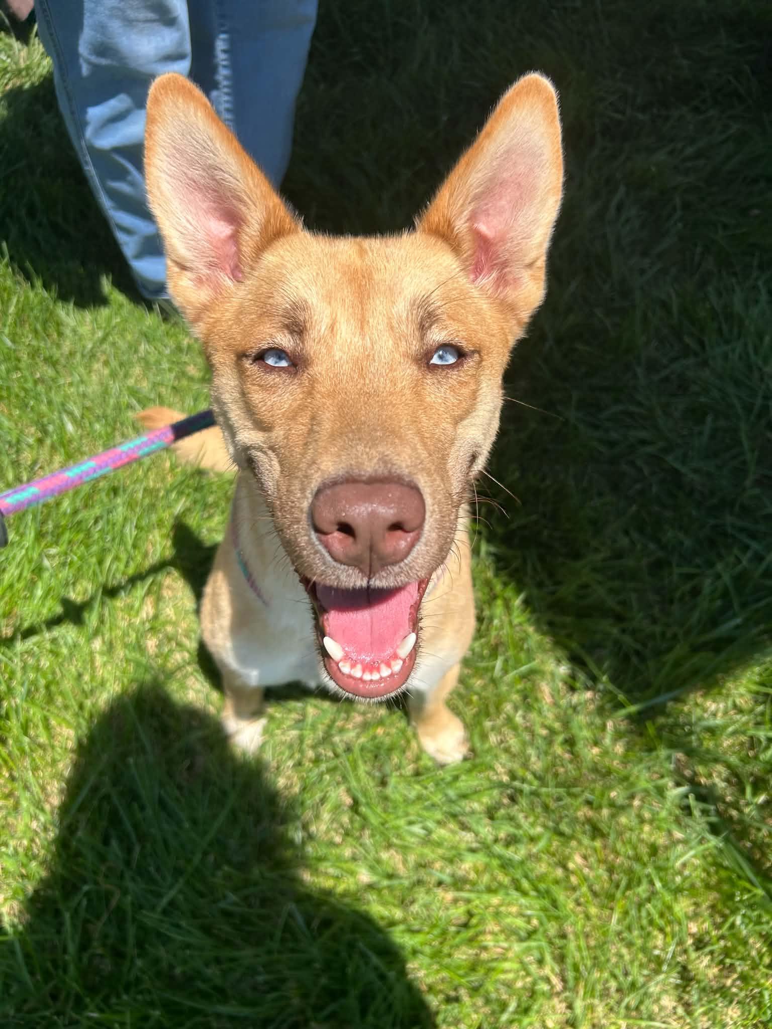 Enlarge Beira- Foster NEEDED, a Adoptable mixed breed in Kansas City, MO image 5/6