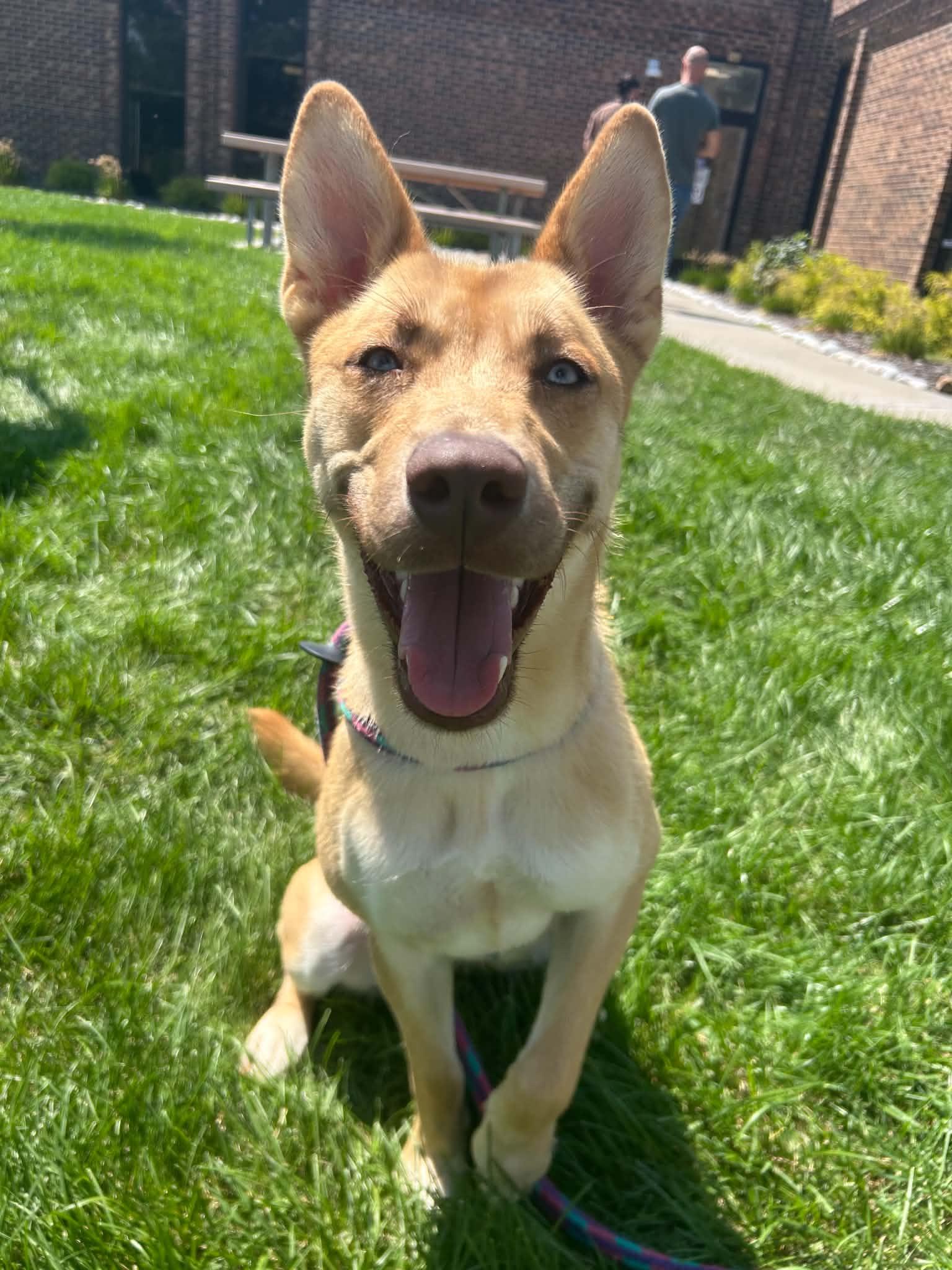 Enlarge Beira- Foster NEEDED, a Adoptable mixed breed in Kansas City, MO image 6/6