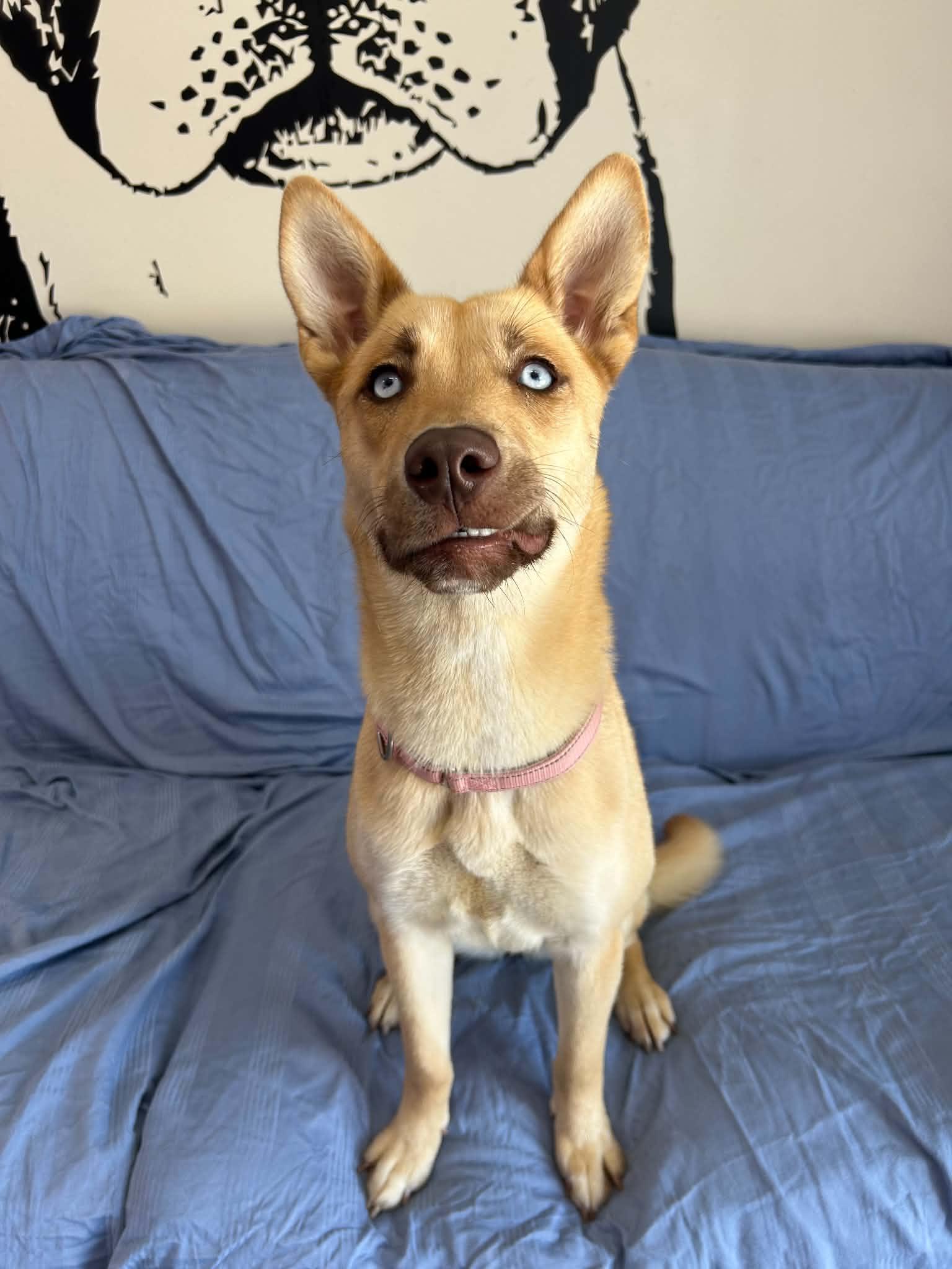 Beira, a Adoptable mixed breed in Kansas City, MO image 6/6