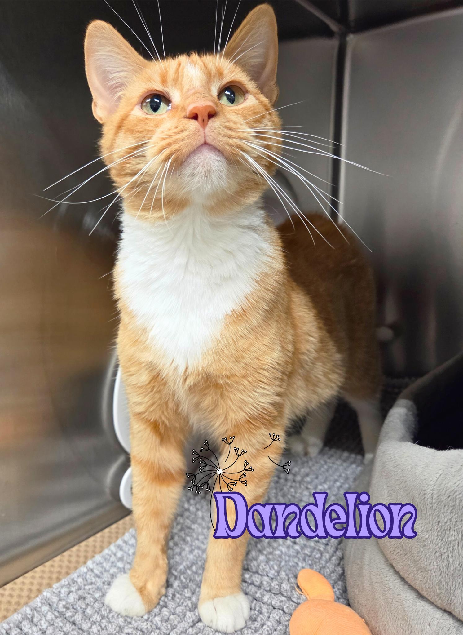 Enlarge Dandelion, a Adoptable Domestic Short Hair in Nevada, IA image 1/1