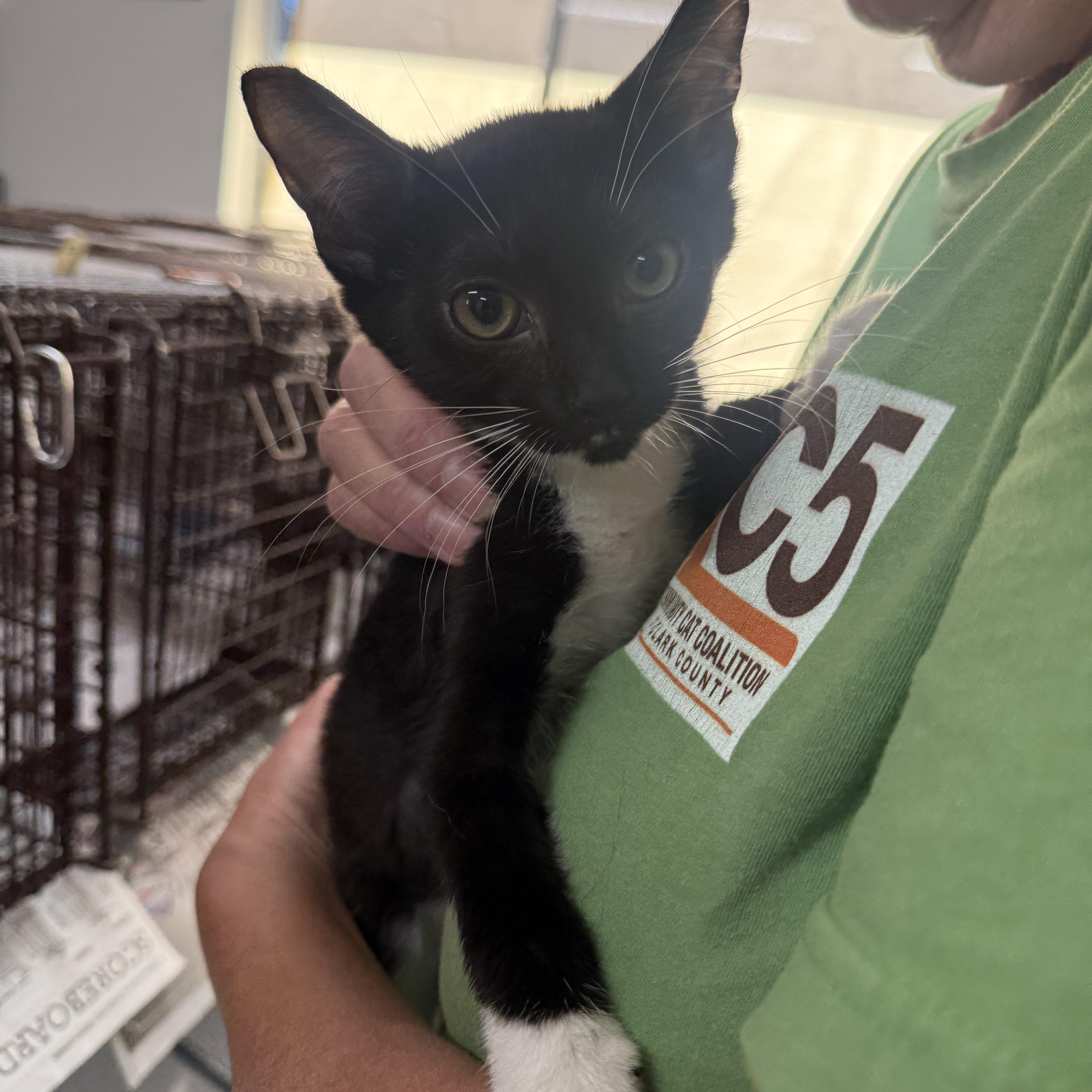 Tailgate Party, ADOPTABLE, Kitten Female Tuxedo.
