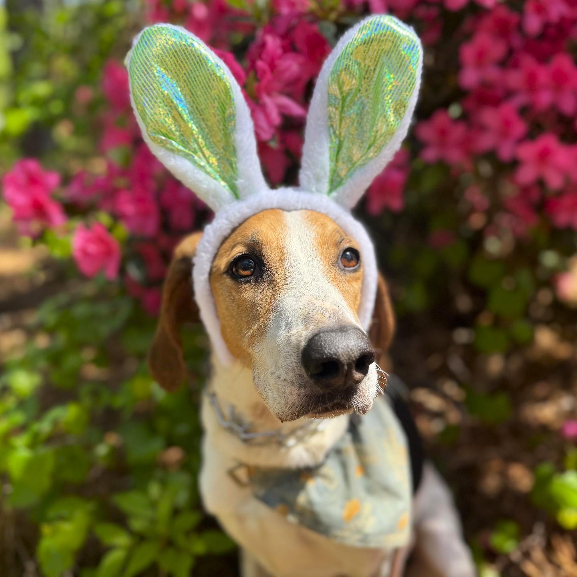 Rudy, a Adoptable mixed breed in Smithfield, NC image 2/4