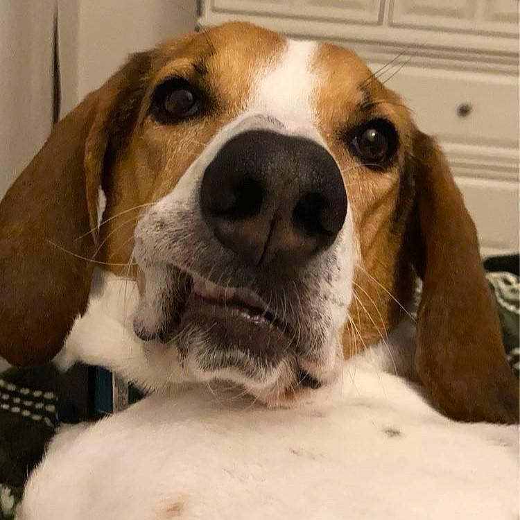 Rudy, a Adoptable mixed breed in Smithfield, NC image 3/4