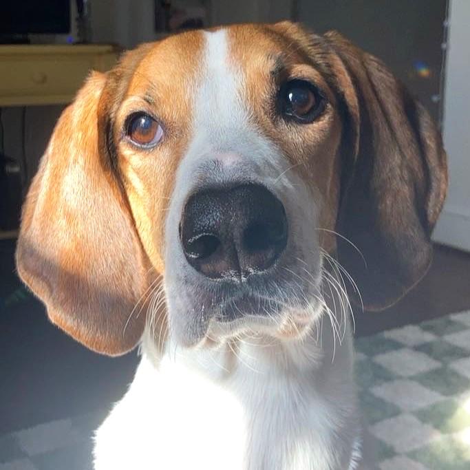 Rudy, Adoptable, Adult Male Hound.