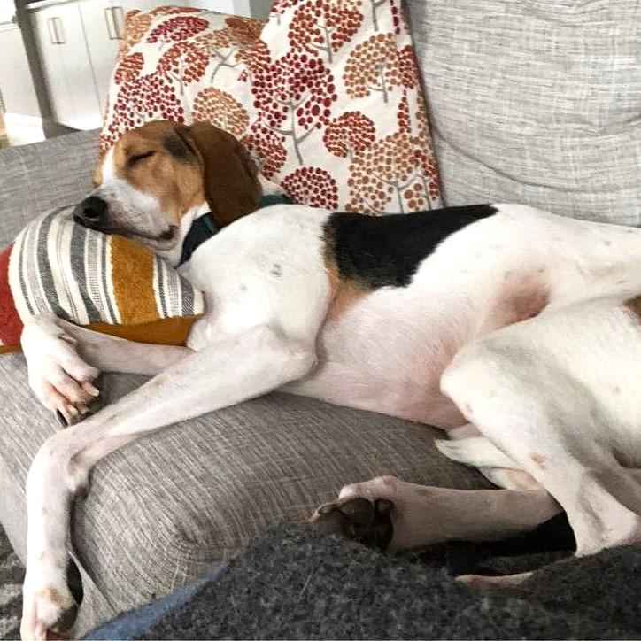 Rudy, a Adoptable mixed breed in Smithfield, NC image 4/4