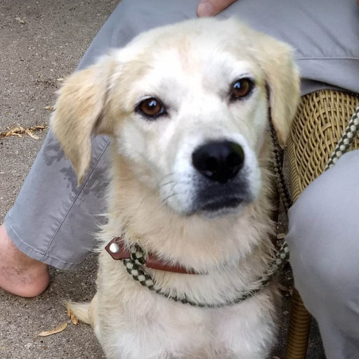 Maggie, Adoptable, Adult Female Labrador Retriever.