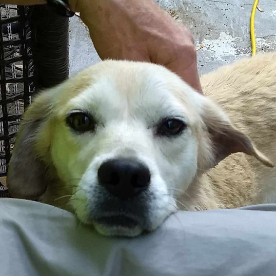 Enlarge Maggie, a Adoptable Labrador Retriever in Barrington Hills, IL image 2/8