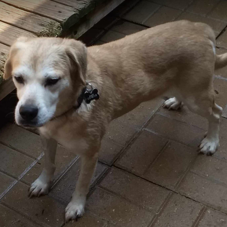 Enlarge Maggie, a Adoptable Labrador Retriever in Barrington Hills, IL image 3/8