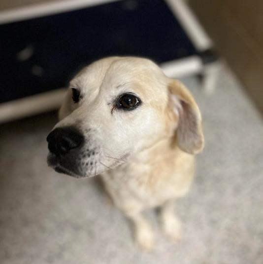 Enlarge Maggie, a Adoptable Labrador Retriever in Barrington Hills, IL image 4/8