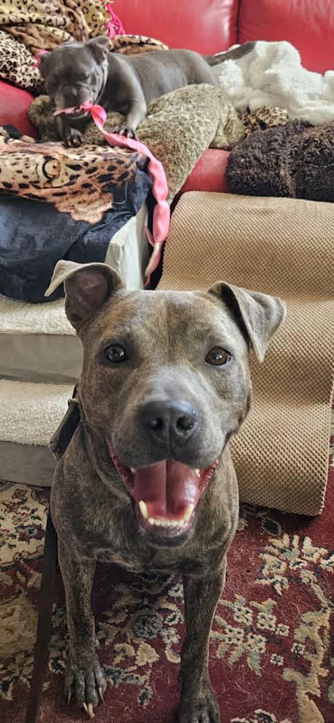 Breeze, Adoptable, Puppy Male Pit Bull Terrier.