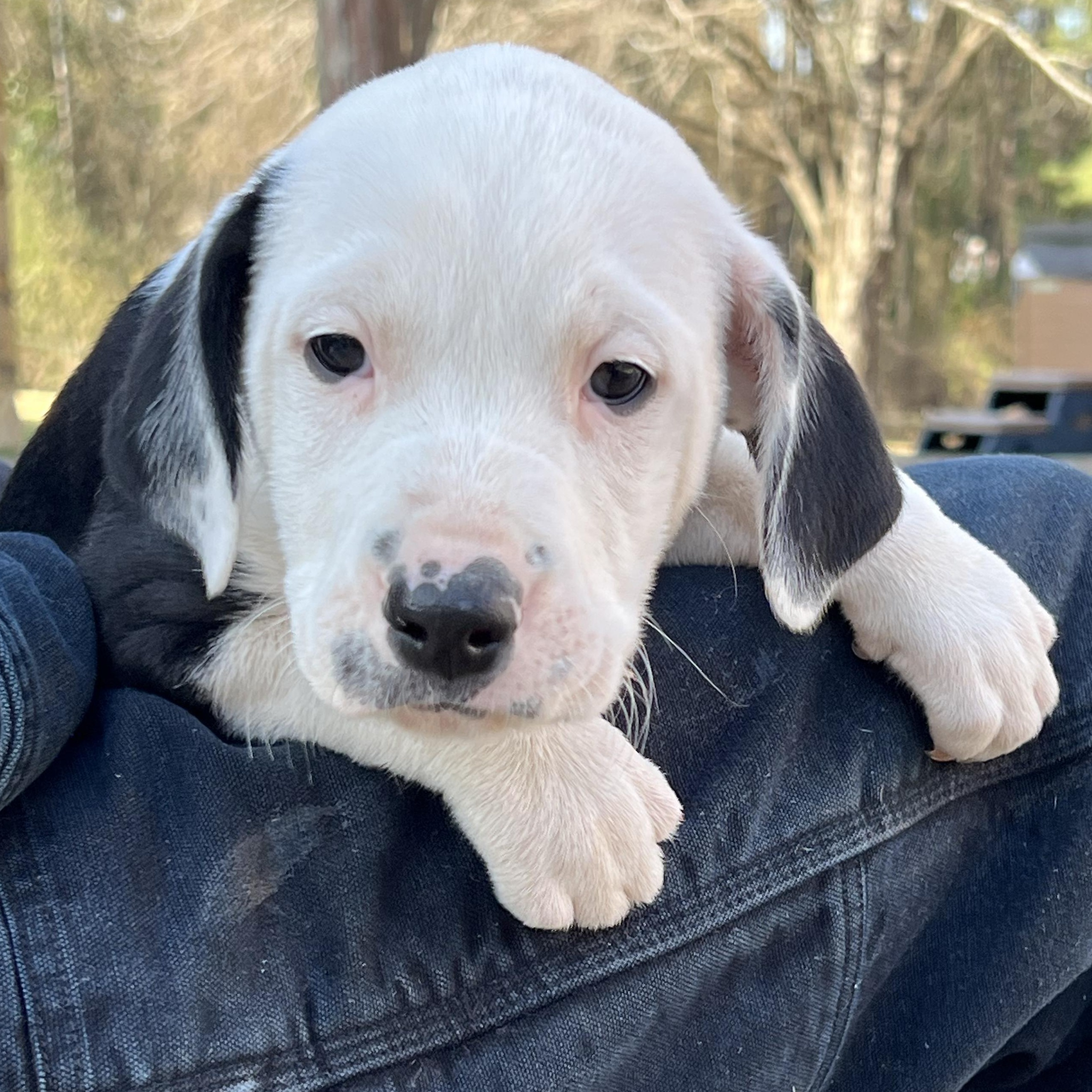 Lacy, adopted, Puppy Female Terrier.