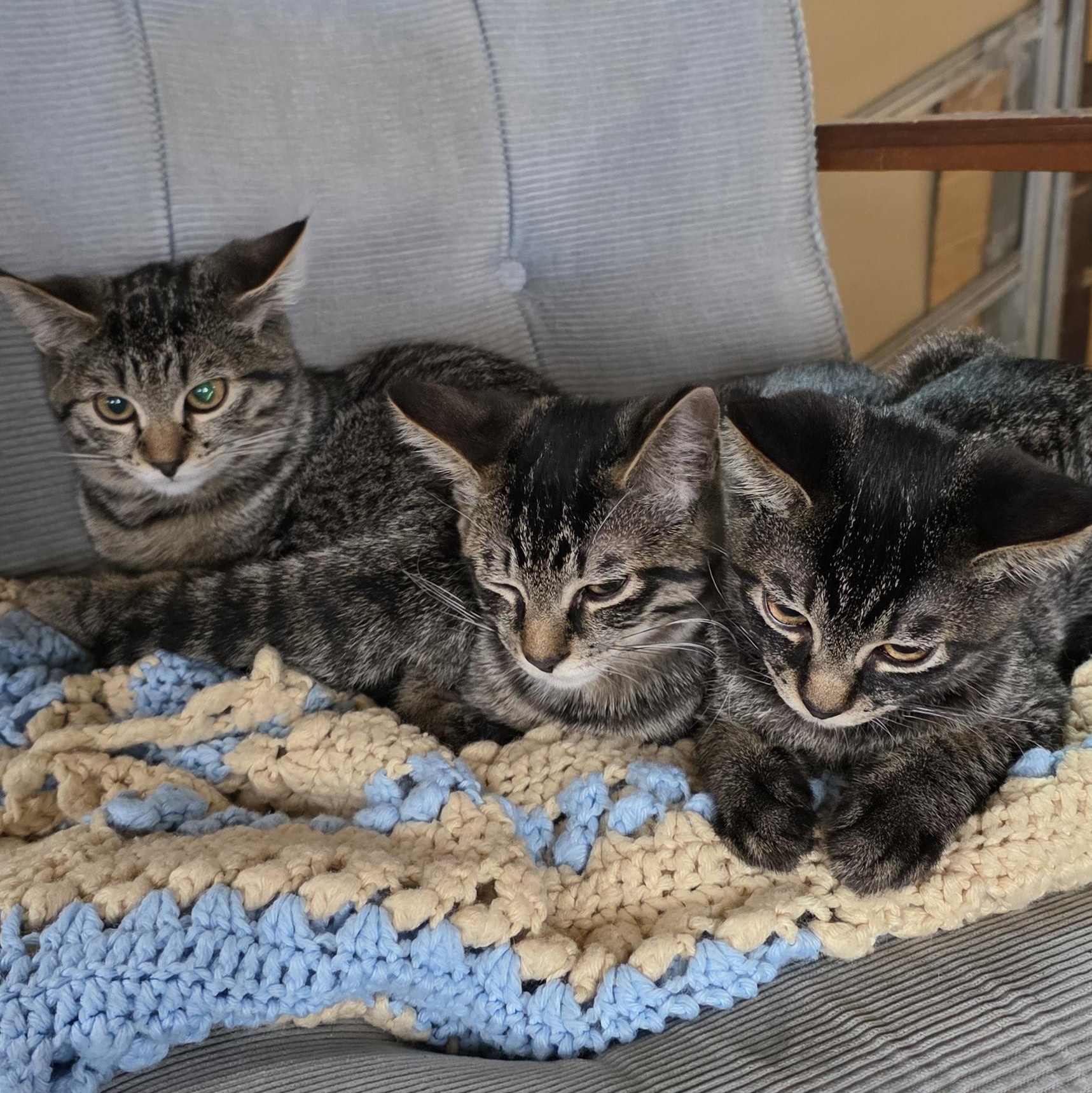 Enlarge Scarlett, Tinkles and Tilly, a Adoptable Tabby in Newport, OR image 1/1