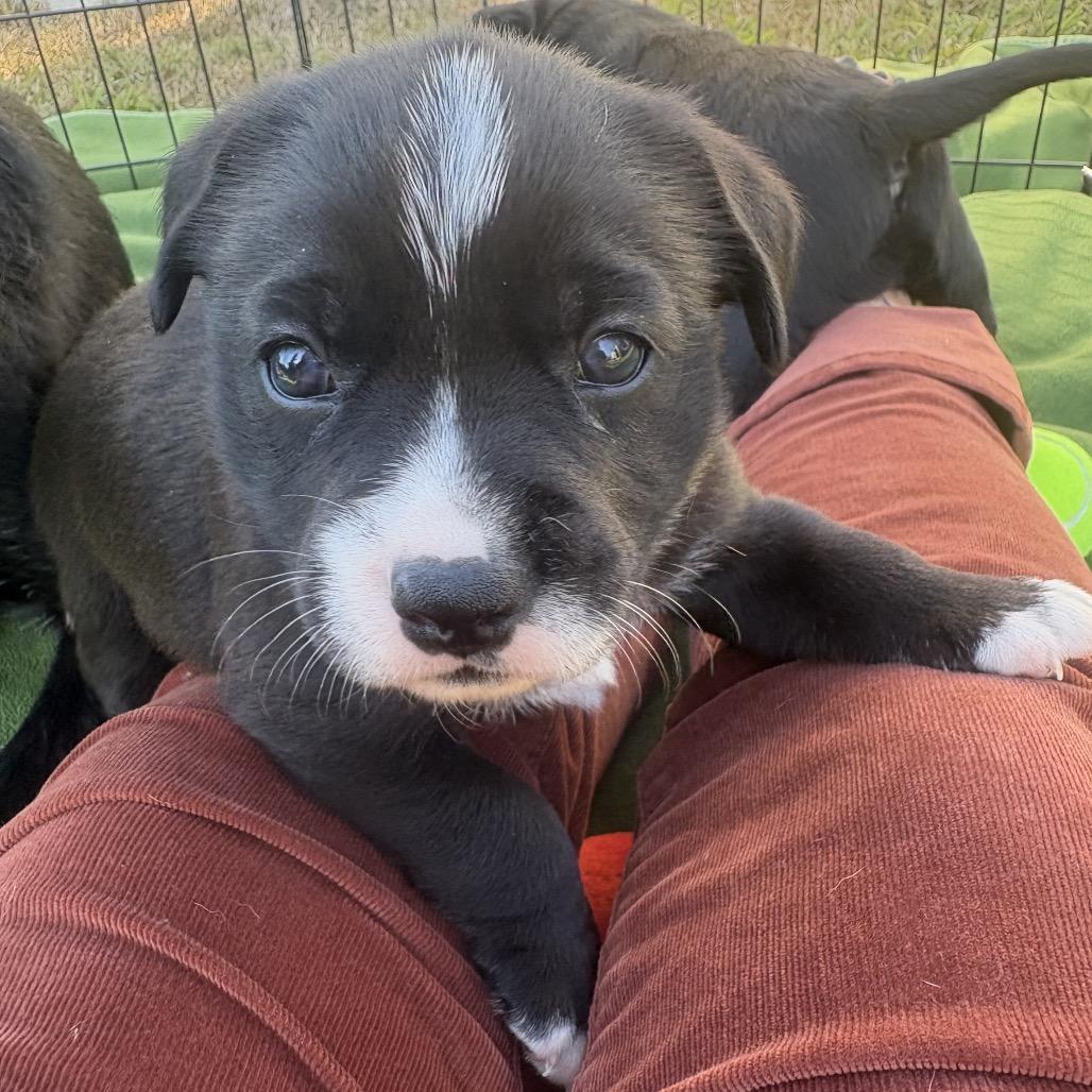 Tibby, Adoptable, Puppy Female Terrier.