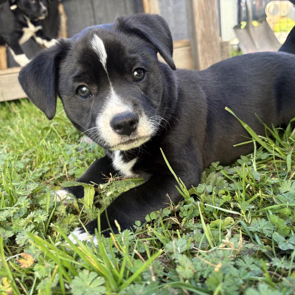 Enlarge Tibby, a Adoptable Terrier in Sacramento, CA image 2/6