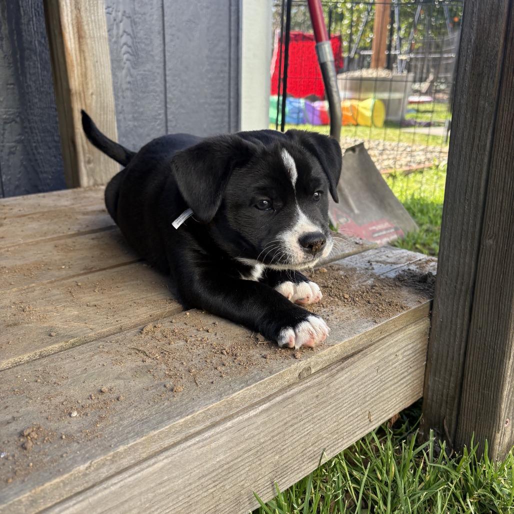 Enlarge Tibby, a Adoptable Terrier in Sacramento, CA image 3/6