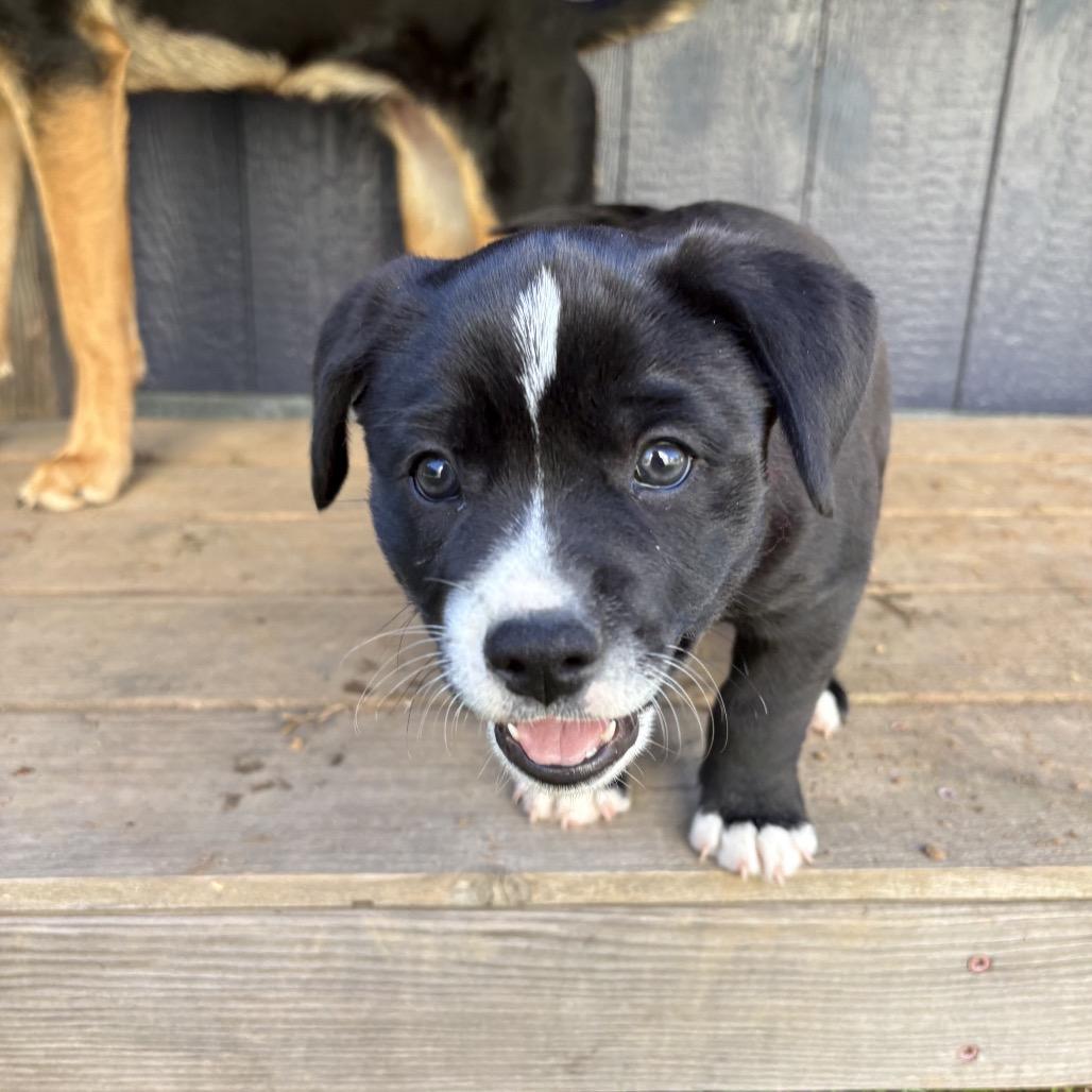 Enlarge Tibby, a Adoptable Terrier in Sacramento, CA image 4/6