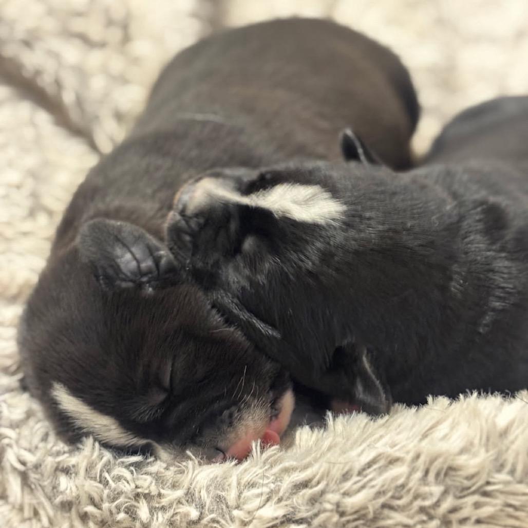 Enlarge Tibby, a Adoptable Terrier in Sacramento, CA image 5/6