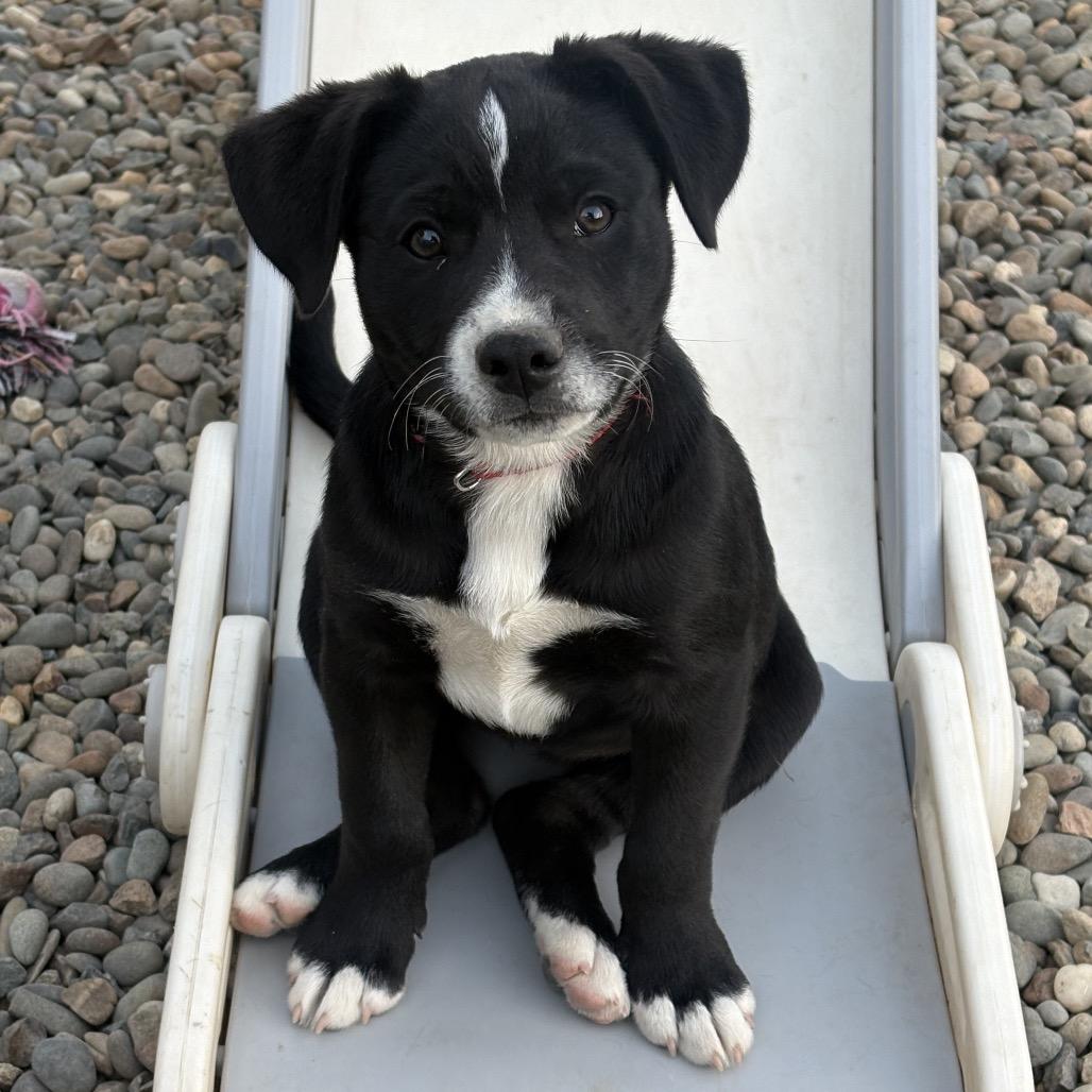 Enlarge Tibby, a Adoptable Terrier in Sacramento, CA image 6/6