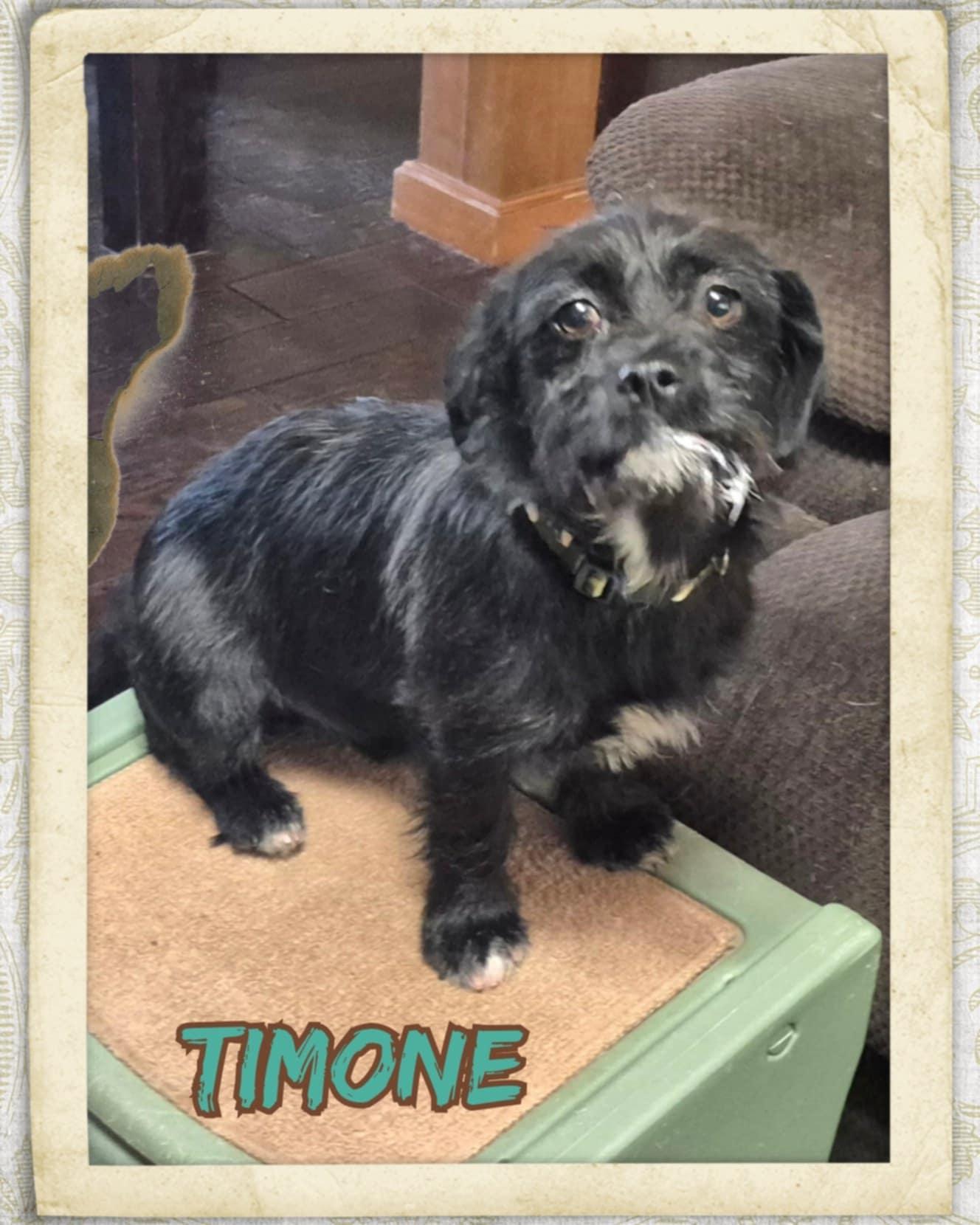 Timone