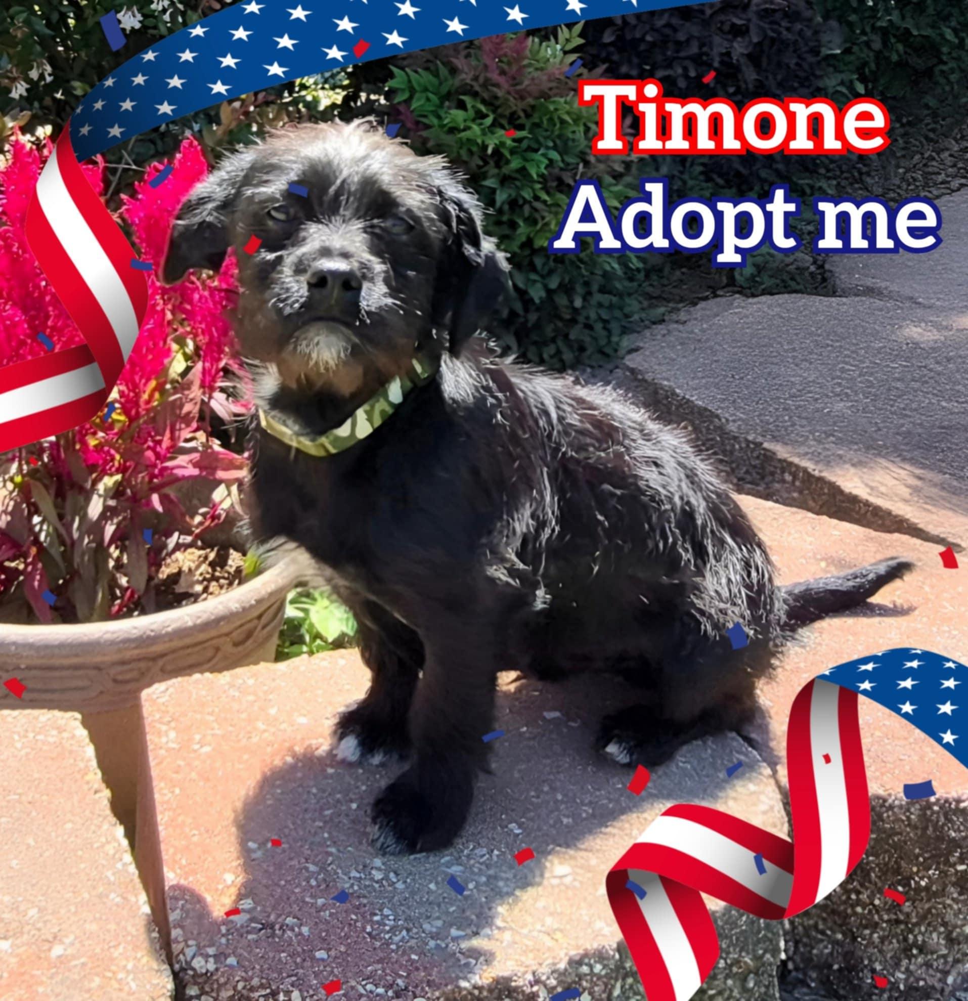 Timone photo 2