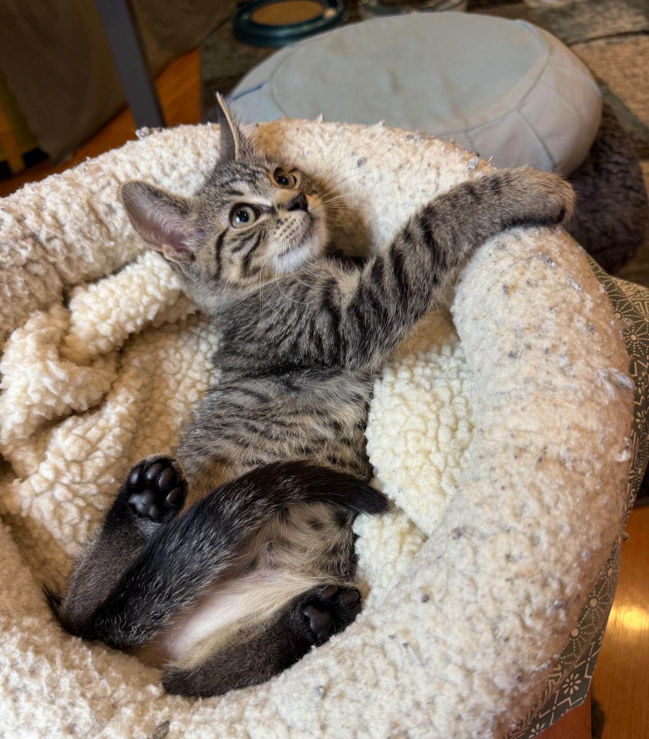 Phoebe, Baby Female Domestic Short Hair