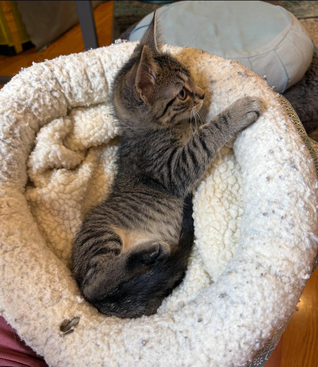 Phoebe photo 3
