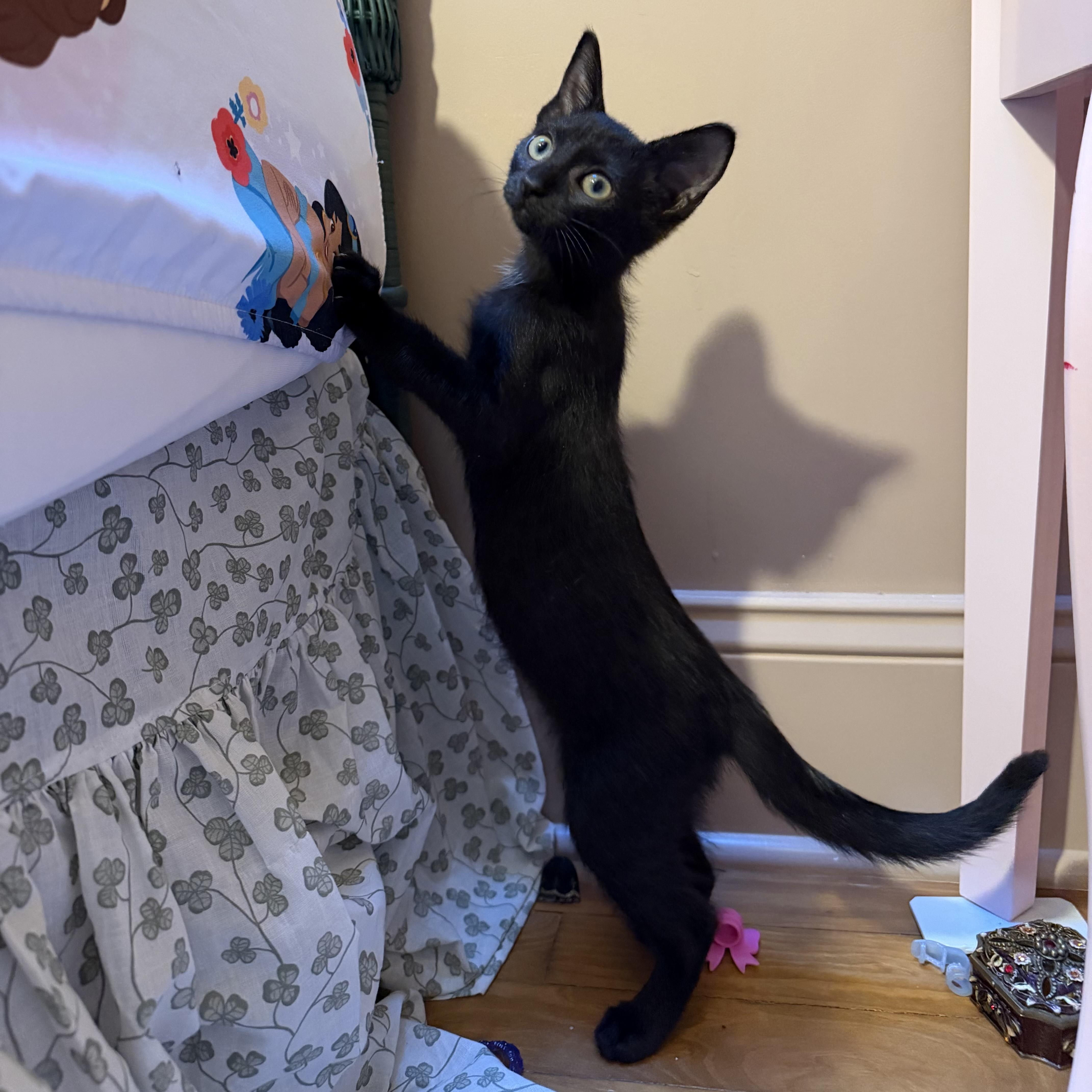 Enlarge Delphine, a Adoptable Domestic Short Hair in Brick, NJ image 2/4