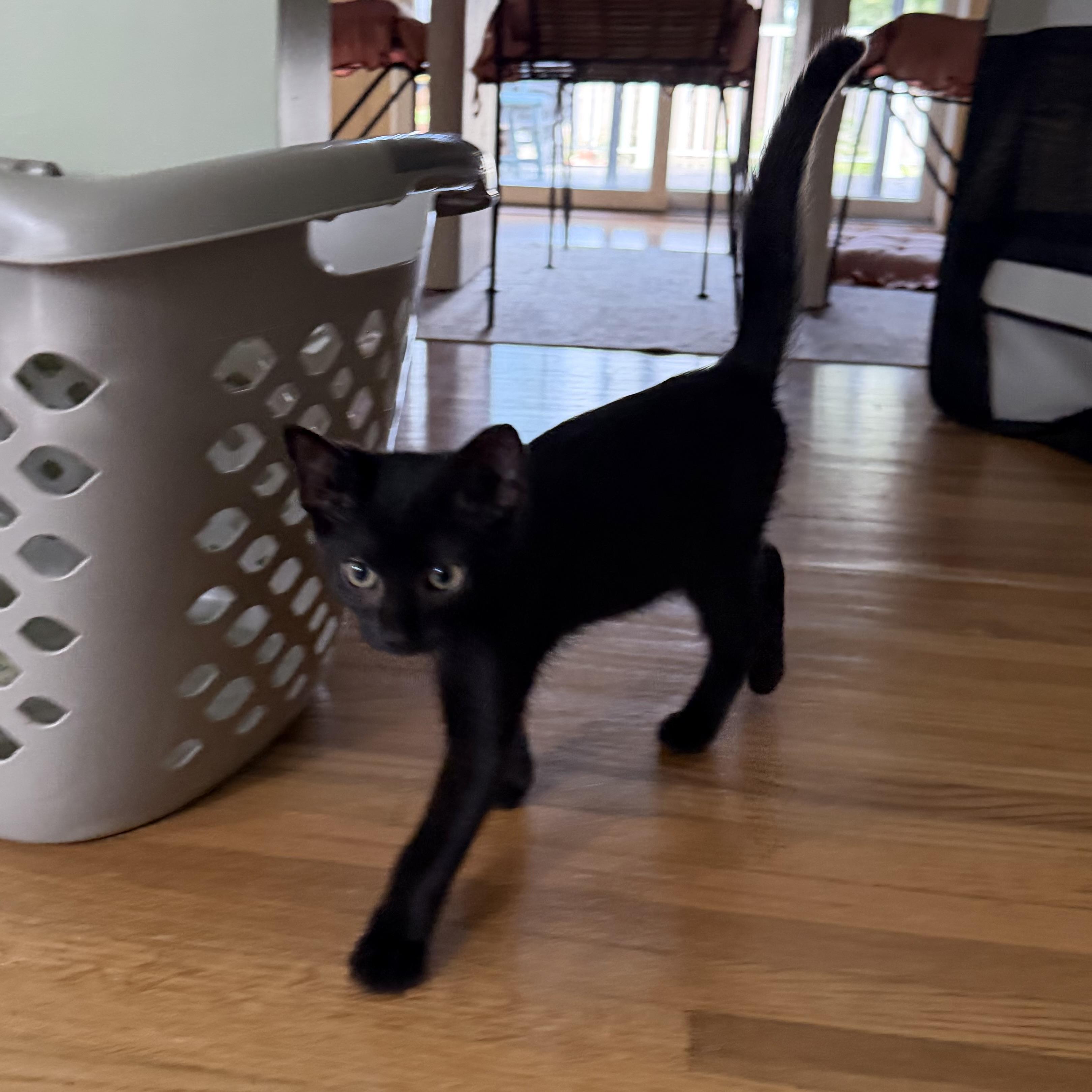 Enlarge Delphine, a Adoptable Domestic Short Hair in Brick, NJ image 4/4