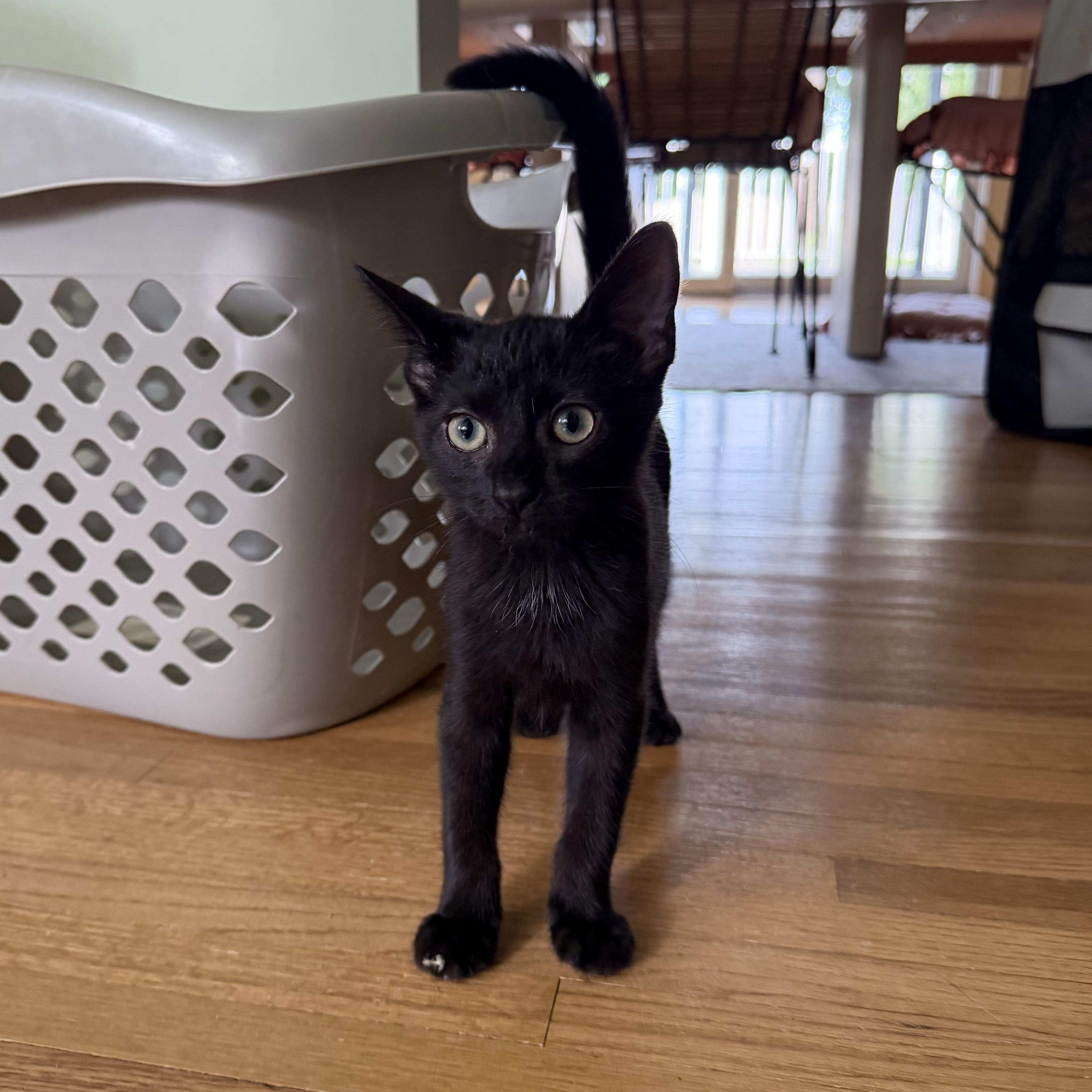 Enlarge Delphine, a Adoptable Domestic Short Hair in Brick, NJ image 1/4