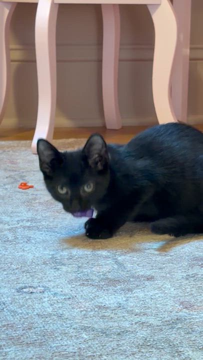 Enlarge Delphine, a Adoptable Domestic Short Hair in Brick, NJ video 3/4