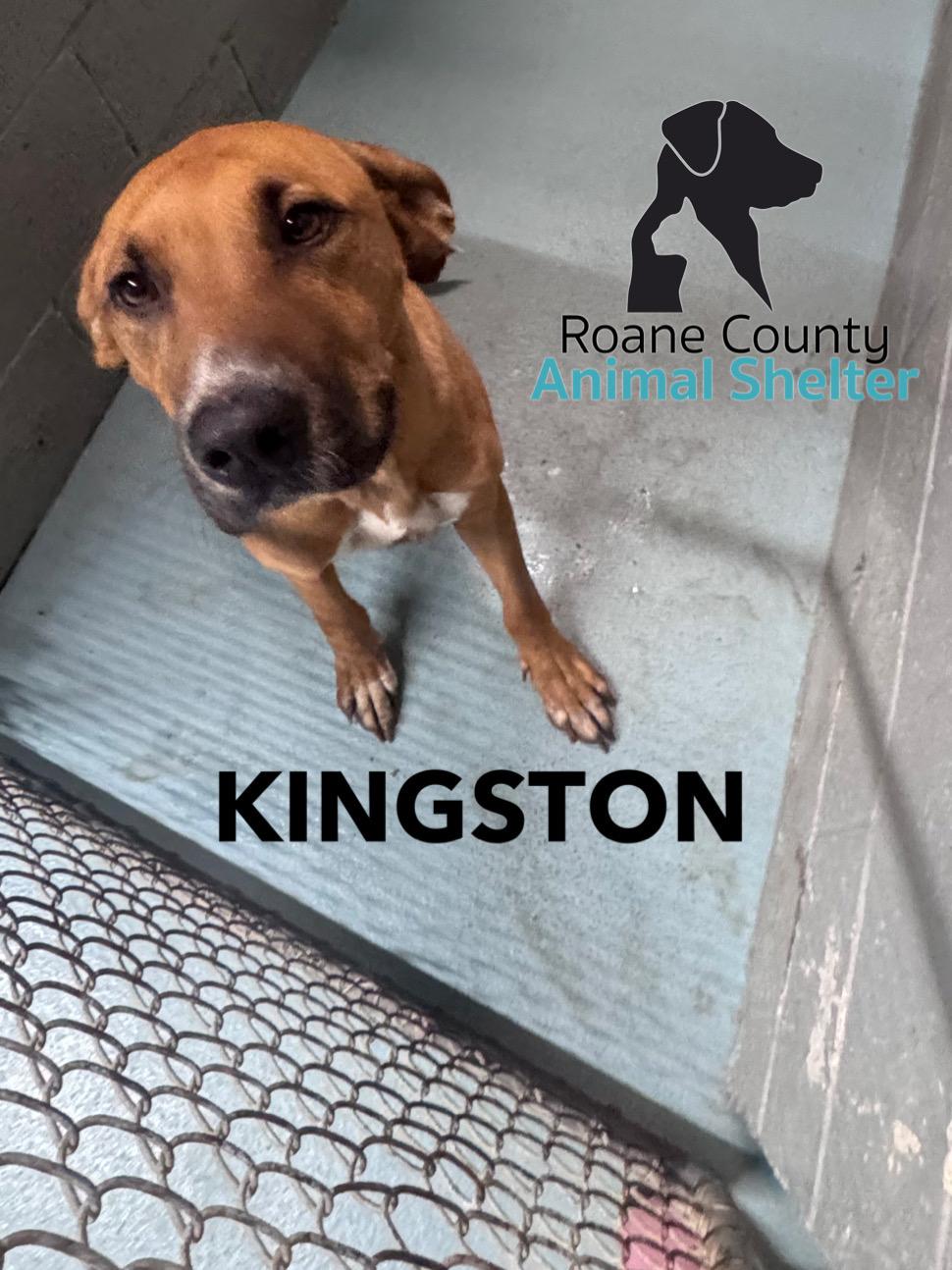Enlarge Kingston, a Adoptable mixed breed in Rockwood, TN image 1/1