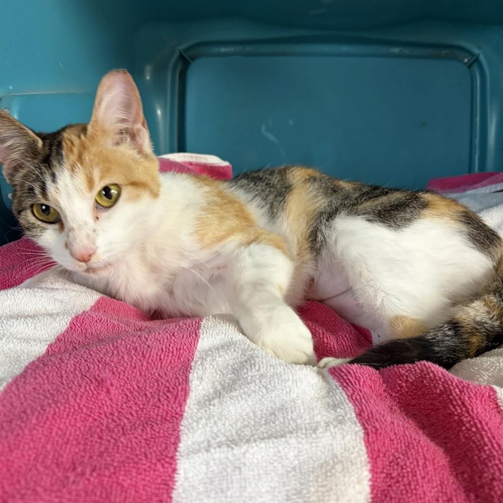 Gigi — thumbnail 2