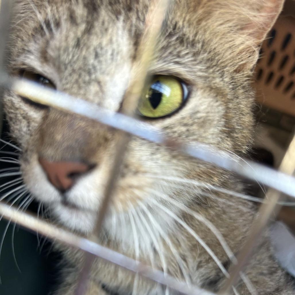 Enlarge Barbie, a Adoptable Domestic Short Hair in Johnstown, PA image 1/2