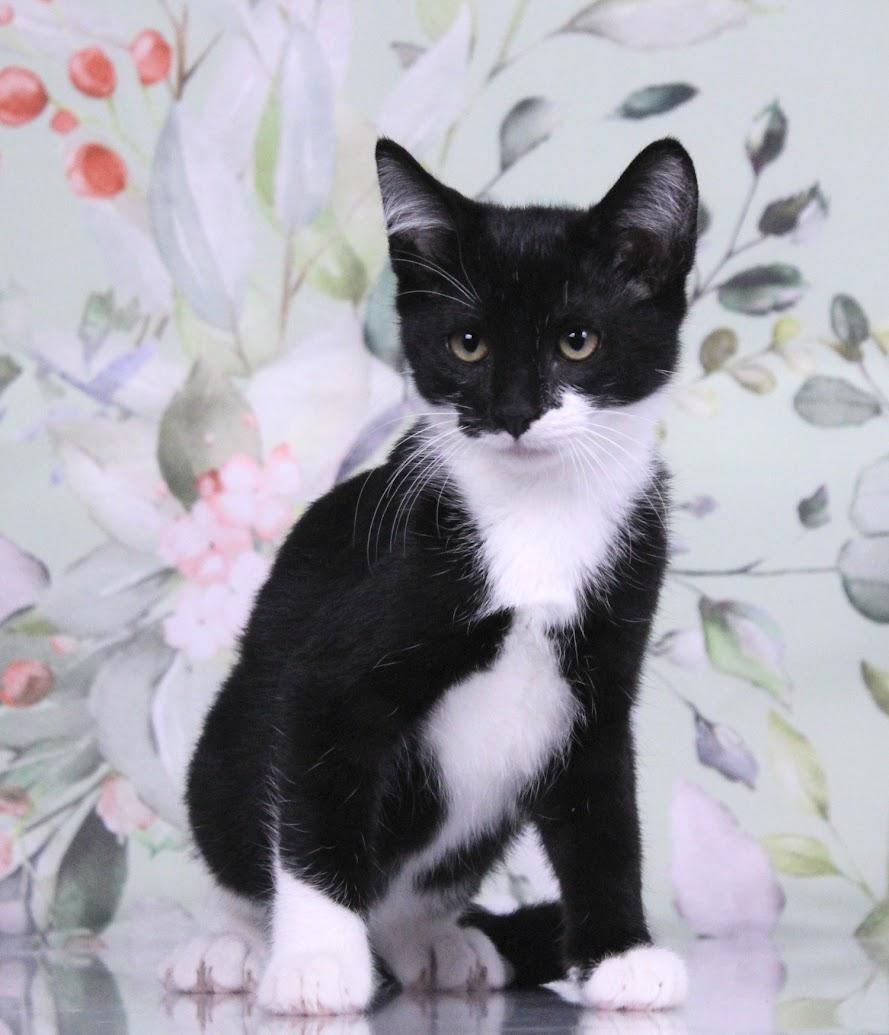 Enlarge Domino, a Adoptable mixed breed in Tuscaloosa, AL image 3/6