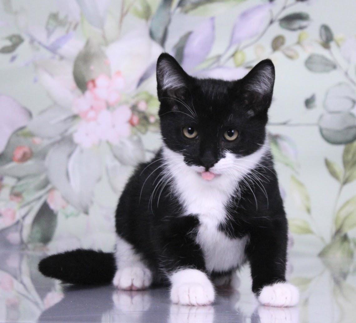 Enlarge Domino, a Adoptable mixed breed in Tuscaloosa, AL image 2/6
