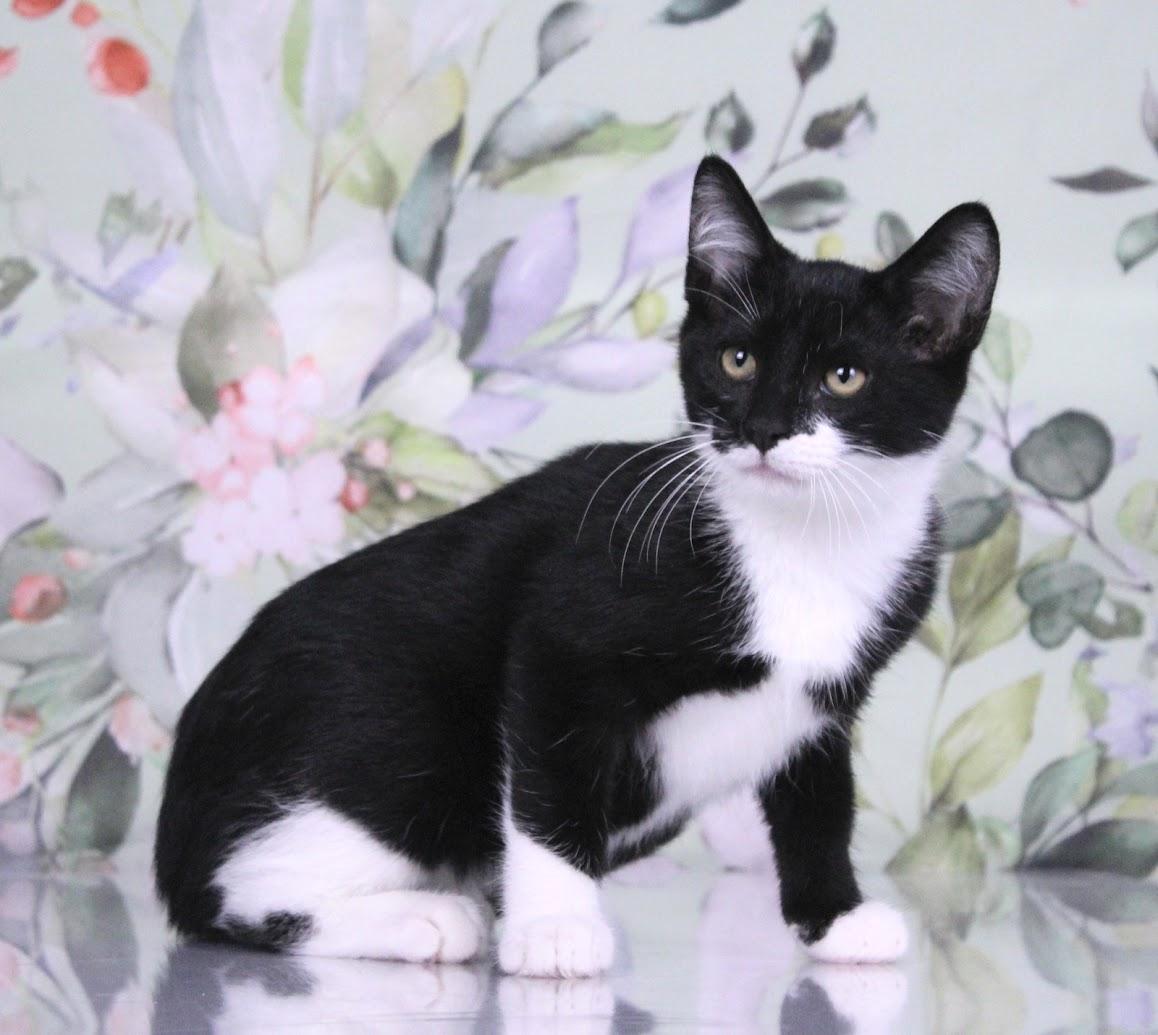 Domino, Adoptable, Kitten Male Domestic Short Hair & Tuxedo.