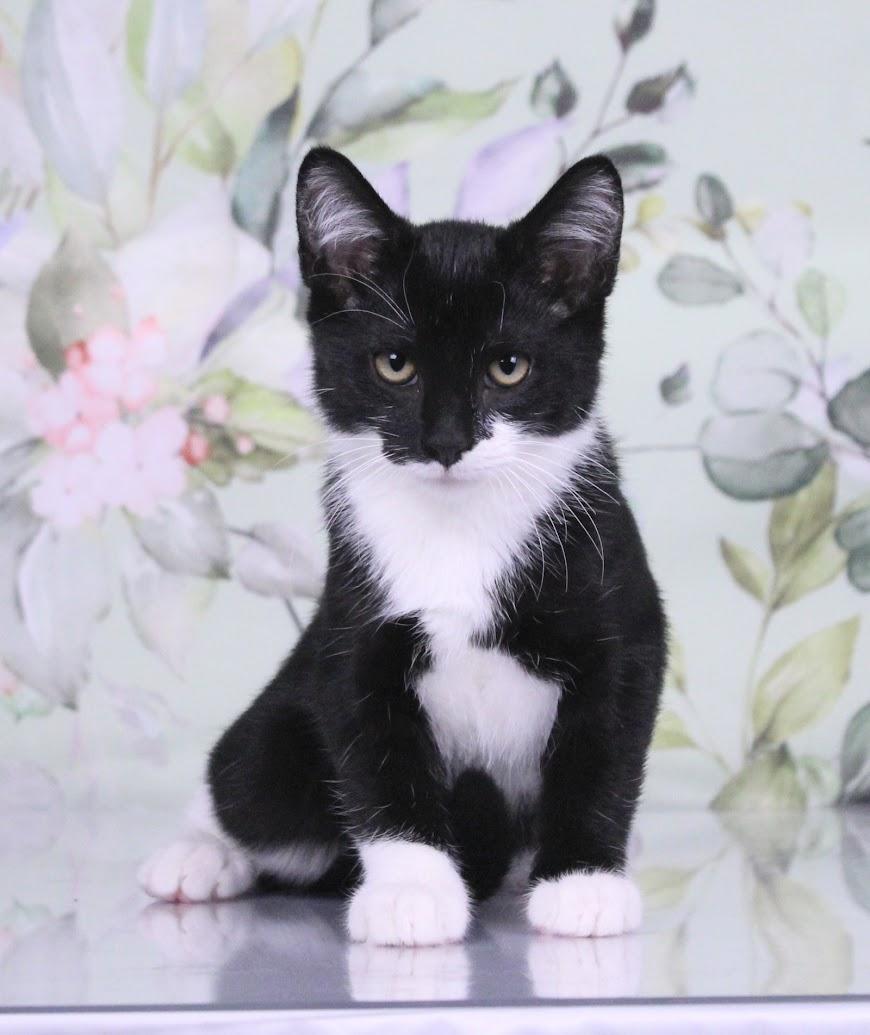 Enlarge Domino, a Adoptable mixed breed in Tuscaloosa, AL image 5/6